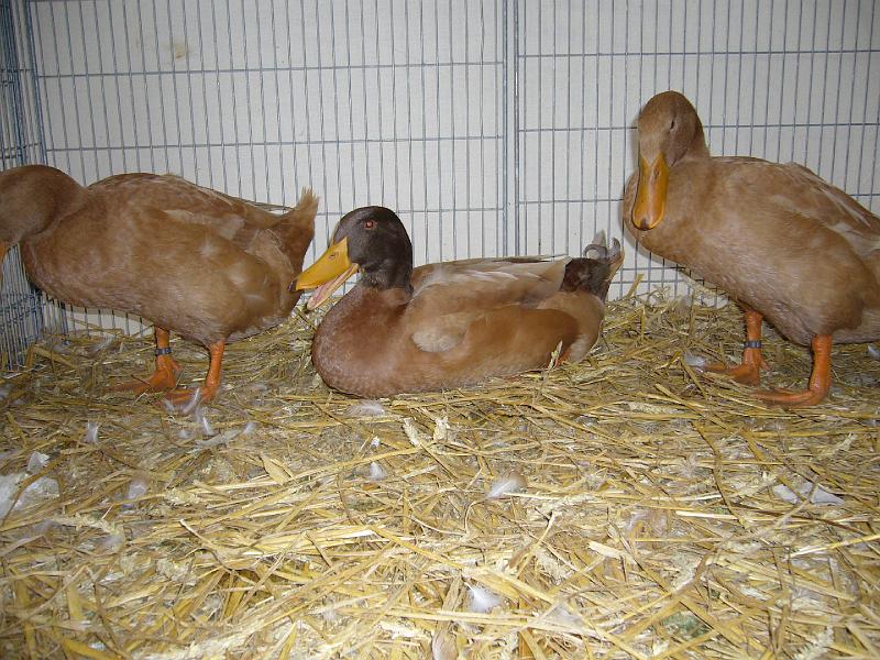 Hannover 2008 123.jpg - Orpintonenten gelb von Uwe Meise Preis HV 96 E